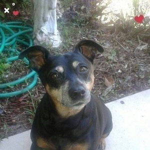 Meet your Posher, Donald